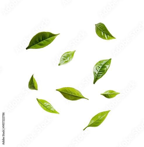 Floating Fresh Green Leaves on Transparent Background in a Natural Setting