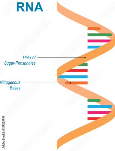 RNA structure diagram. RNA is a nucleic acid similar to DNA, but has only a single helical base sequence.  Vector illustration.