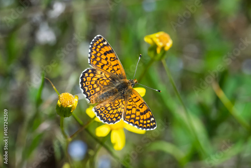 Nymphalidae / İparhan / Glanville Fritillary / Melitaea cinxia
