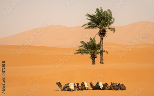 Fototapeta Naklejka Na Ścianę i Meble -  Camels resting in the Sahara Desert near two lonely palm trees