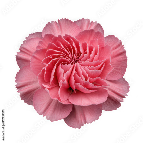 Close up of a pink carnation flower isolated on transparent background 