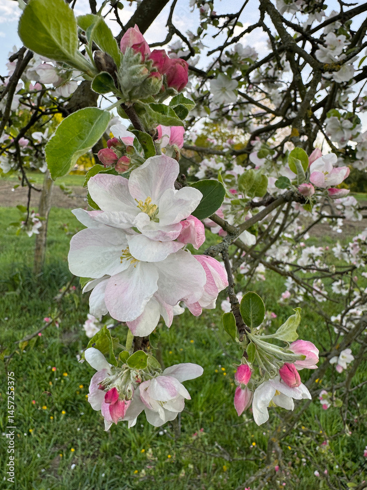 Close-up of blooming apple tree branch with white and pink flowers in a spring orchard