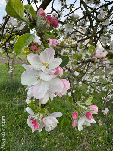 Obraz na płótnie Close-up of blooming apple tree branch with white and pink flowers in a spring orchard w salonie