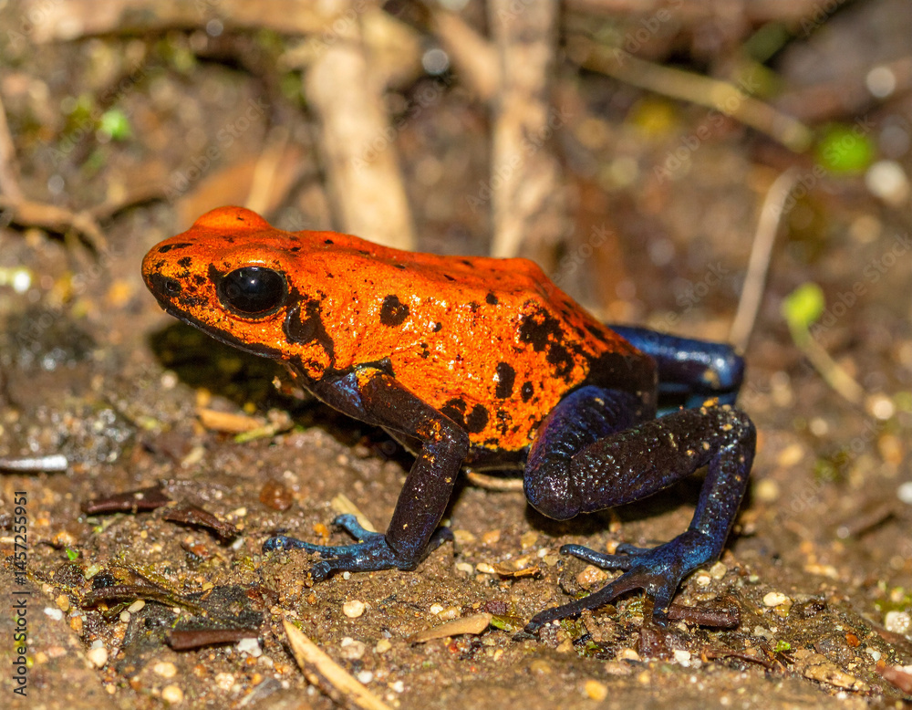 Naklejka premium Brightly colored Costa Rican ranas (frogs), vibrant amphibians.