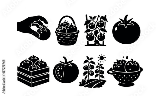 Tomato harvest icon set – picking, basket, plant, sun, box, colander. Vector icons set