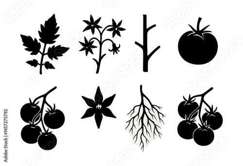 Tomato plant icon set – leaf, flower, stem, fruit, roots, vine, growth patterns. Vector icons set