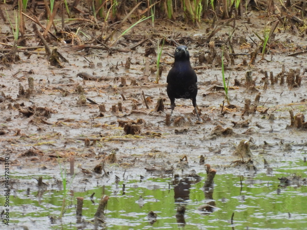 Common grackle, standing on the muddy,wetland shores, of the Bombay Hook National Wildlife Refuge, Kent County, Delaware. Common grackle, standing on the muddy,wetland shores, of the Bombay Hook National Wildlife Refuge, Kent County, Delaware.