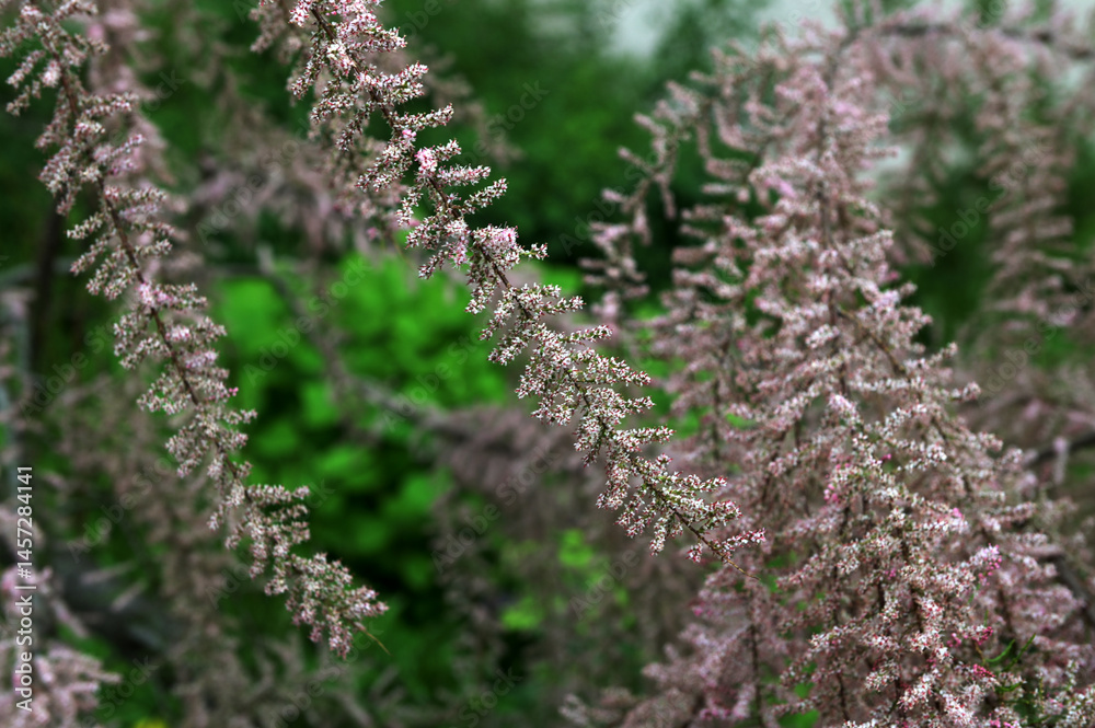 Obraz premium Beautiful tamarisk in bloom
