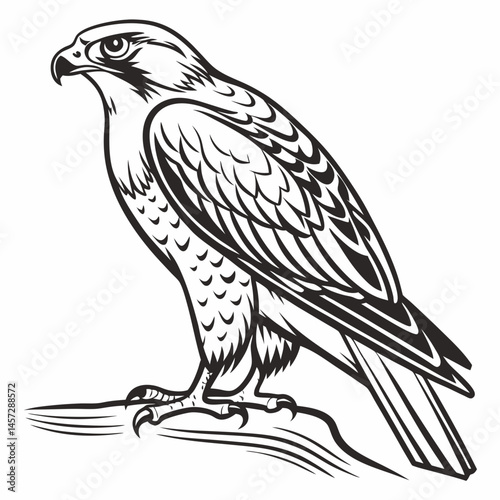 Falcon illustration standing on branch
