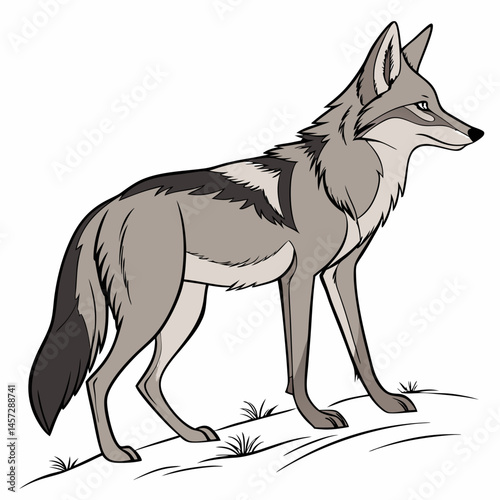 Jackal standing majestically on grassy terrain
