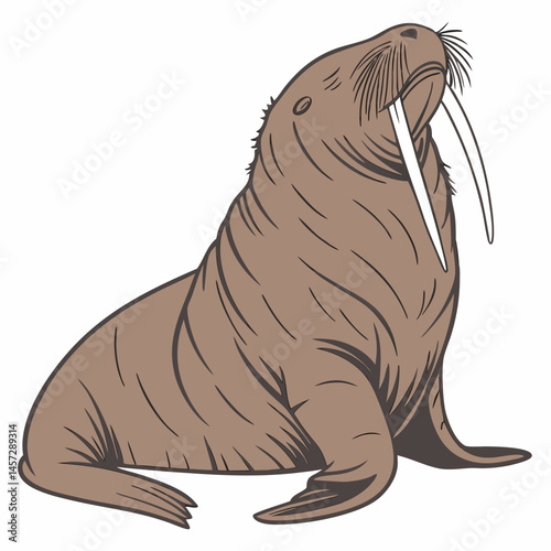 Walrus illustration sitting with tusks against a white background