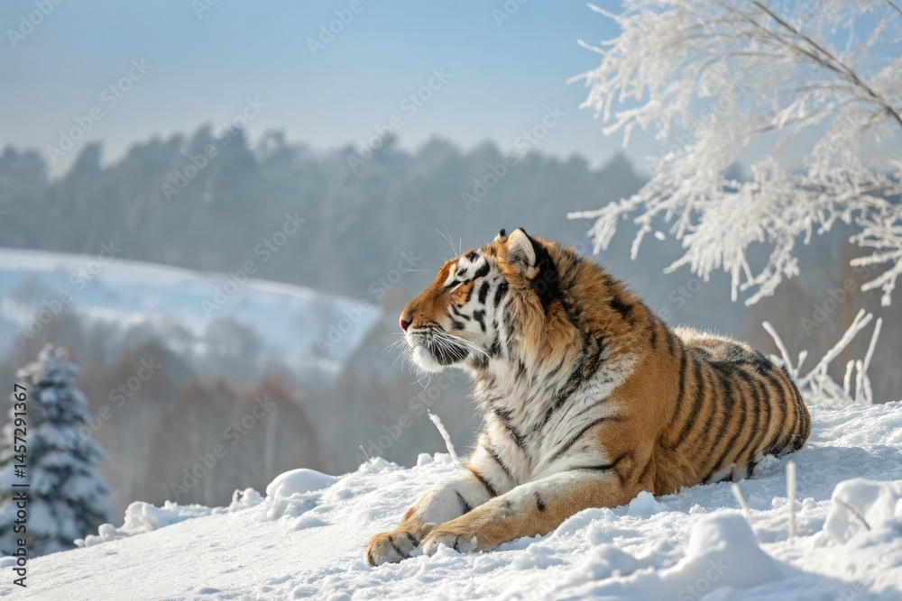 Obraz premium Majestic Tiger Resting in Winter Snow Landscape Generative AI