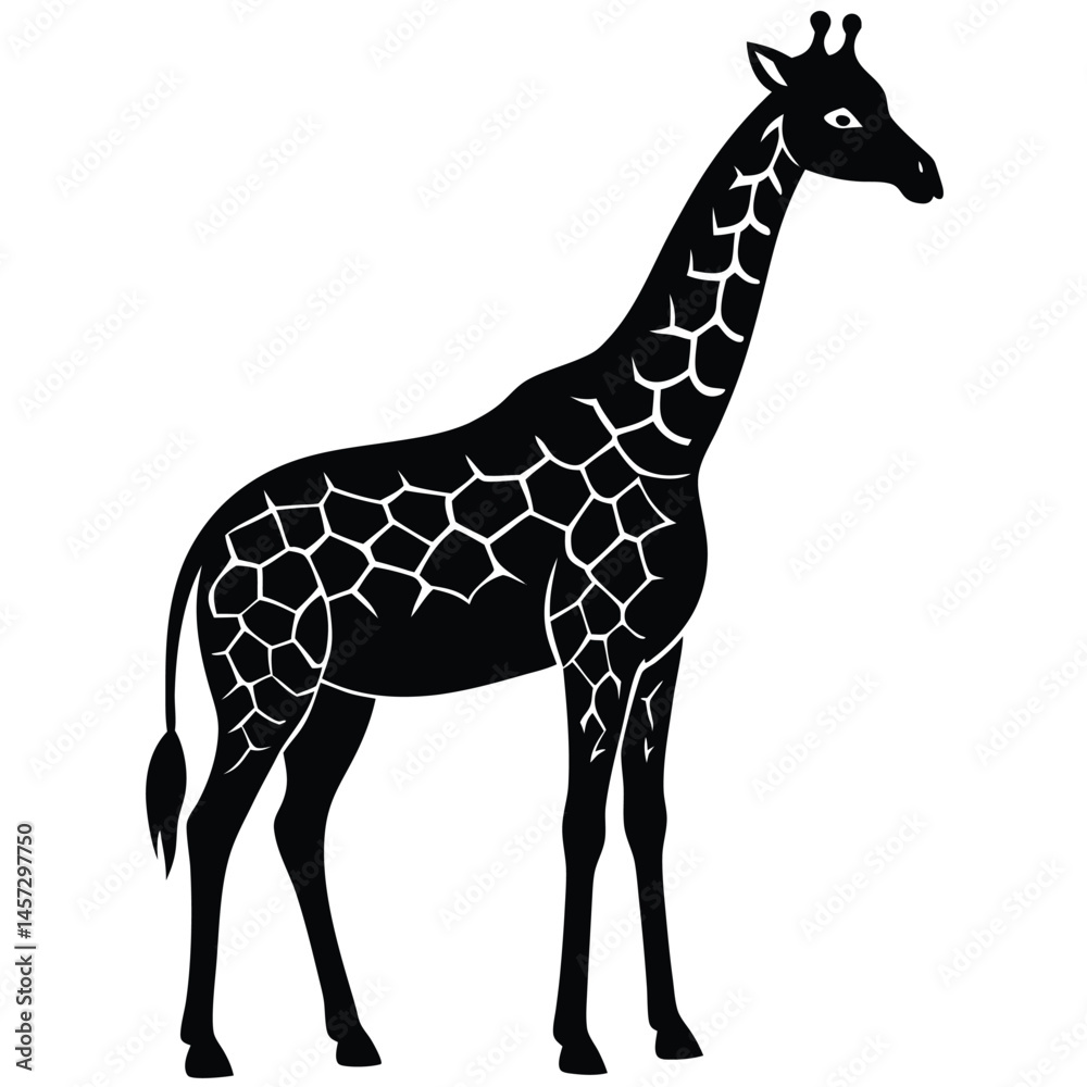 Obraz premium giraffe isolated on white