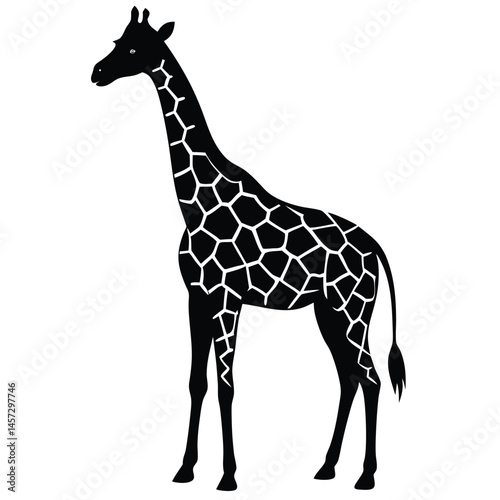giraffe isolated on white