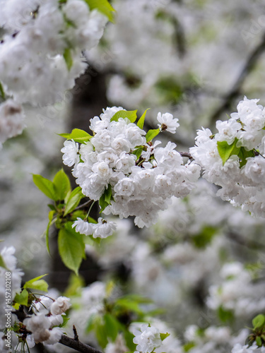 Obraz na plátně White cherry blossoms in full bloom on a spring morning at DR Byen, Copenhagen, Denmark