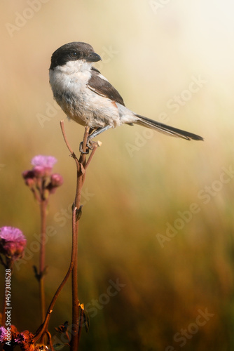 A small brown bird perches delicately on a vibrant flower head, showcasing its intricate details and natural grace; sharp focus highlights its texture against the soft bokeh of the background