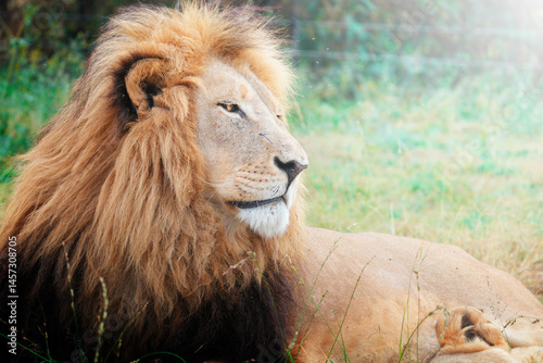 A proud lion gazes intently into the distance, its regal posture and piercing eyes conveying strength and determination; sharp focus highlights its textured mane against the soft bokeh of the natural 