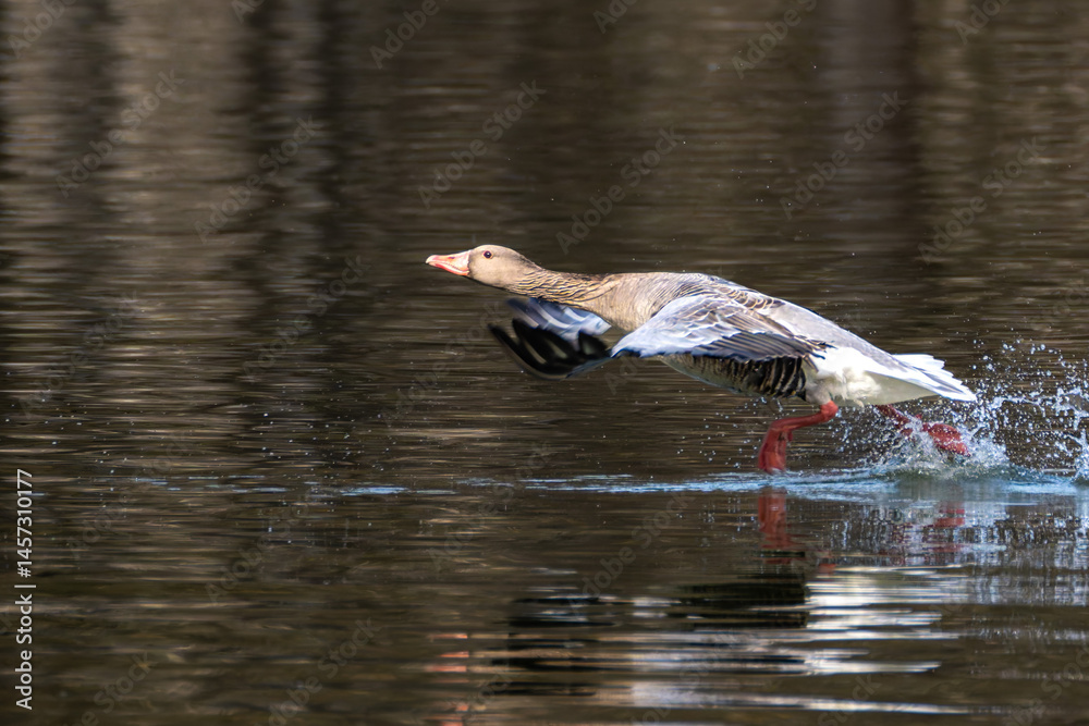 The flying greylag goose, Anser anser is a species of large goose