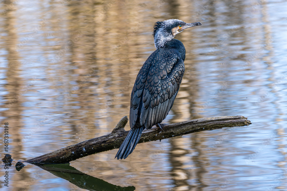 The great cormorant, Phalacrocorax carbo sitting on a branch