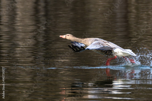 Obraz na płótnie The flying greylag goose, Anser anser is a species of large goose w salonie