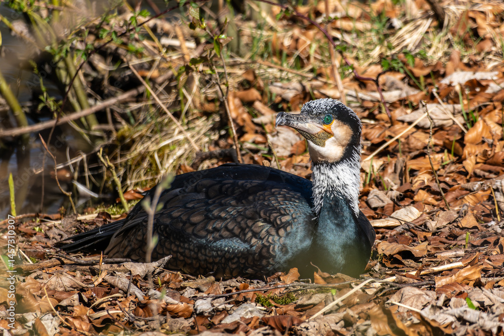 The great cormorant, Phalacrocorax carbo sitting on a branch