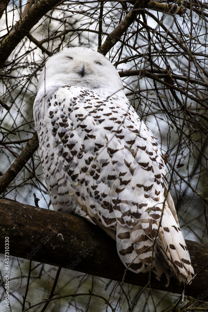 The Snowy Owl, Bubo scandiacus is a large, white owl of the owl family
