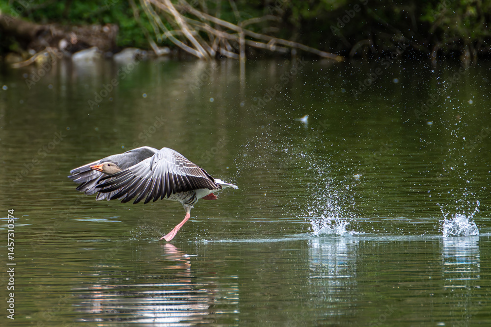 The flying greylag goose, Anser anser is a species of large goose