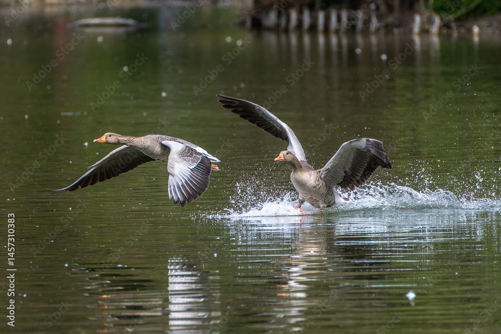 The flying greylag goose, Anser anser is a species of large goose