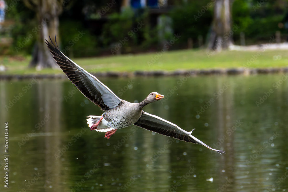 The flying greylag goose, Anser anser is a species of large goose