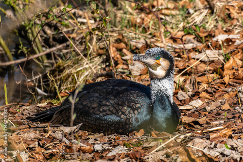 Obraz na płótnie The great cormorant, Phalacrocorax carbo sitting on a branch w salonie
