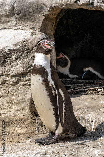 Obraz na płótnie Humboldt Penguin, Spheniscus humboldti in a park w salonie