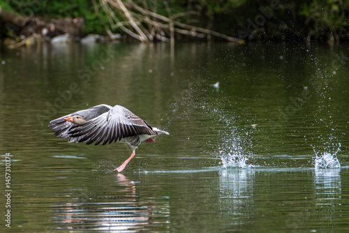 Obraz na płótnie The flying greylag goose, Anser anser is a species of large goose w salonie