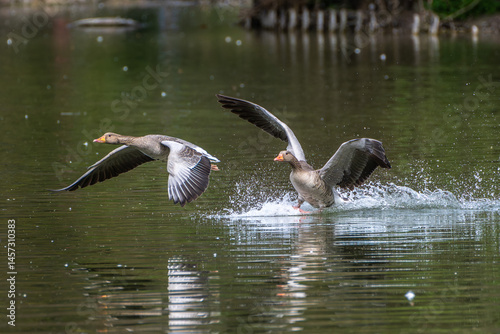 Obraz na płótnie The flying greylag goose, Anser anser is a species of large goose w salonie