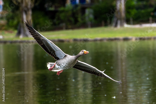 Obraz na płótnie The flying greylag goose, Anser anser is a species of large goose w salonie