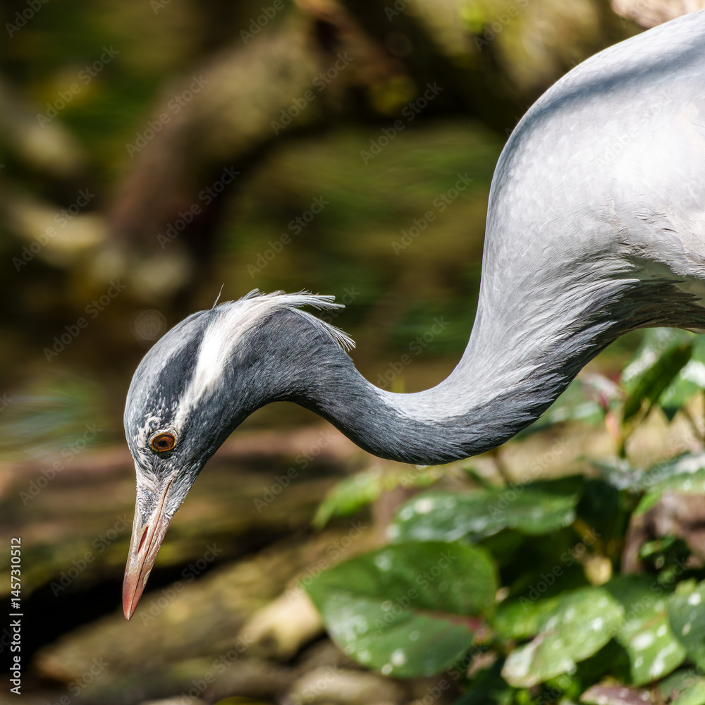 Demoiselle Crane, Anthropoides virgo are living in the bright green meadow during the day time