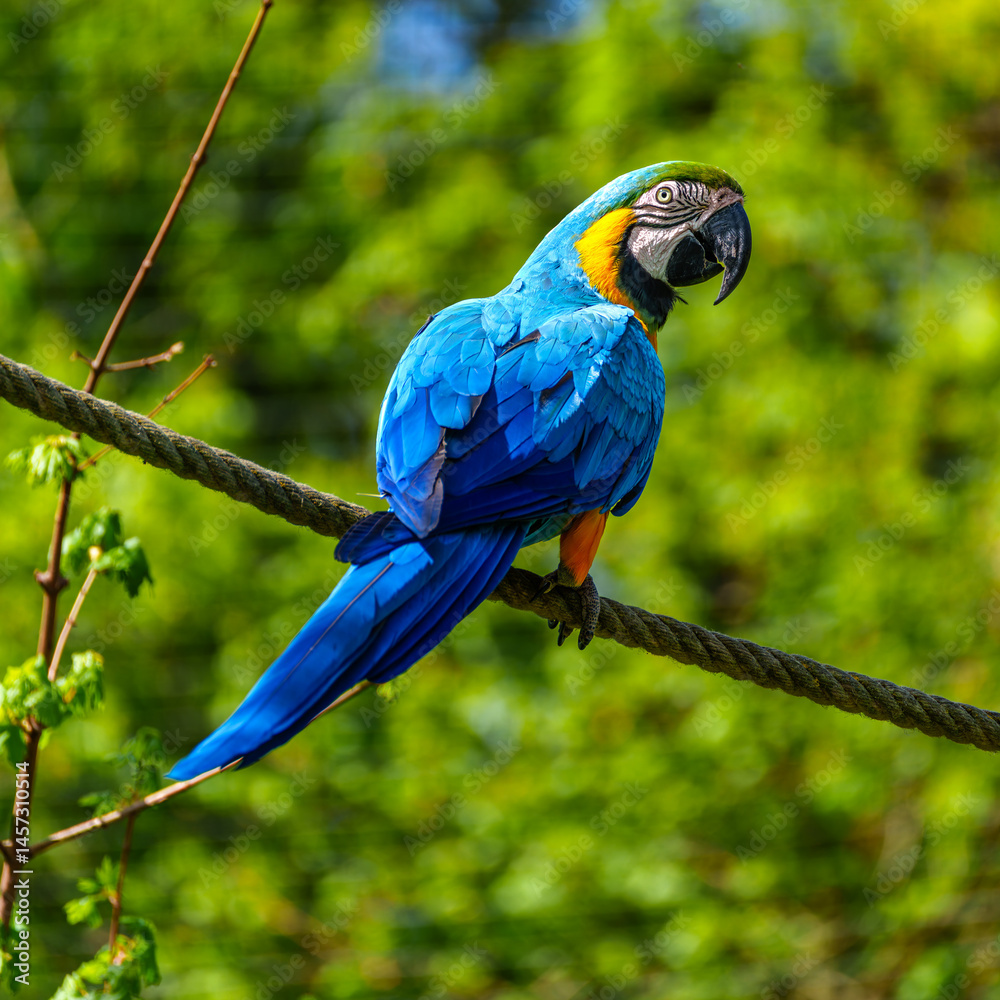 The Blue-and-yellow Macaw, Ara ararauna is a large South American parrot