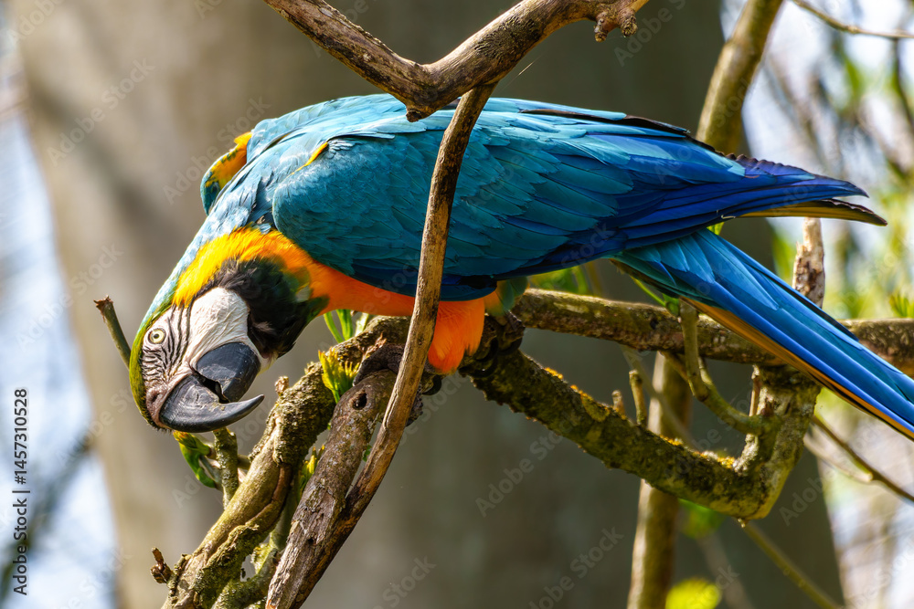 The Blue-and-yellow Macaw, Ara ararauna is a large South American parrot