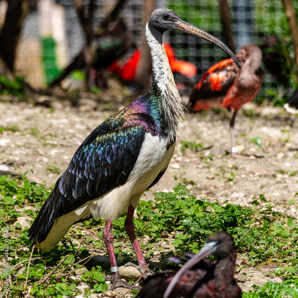 The Straw-necked Ibis, Threskiornis spinicollis is a bird of the ibis family