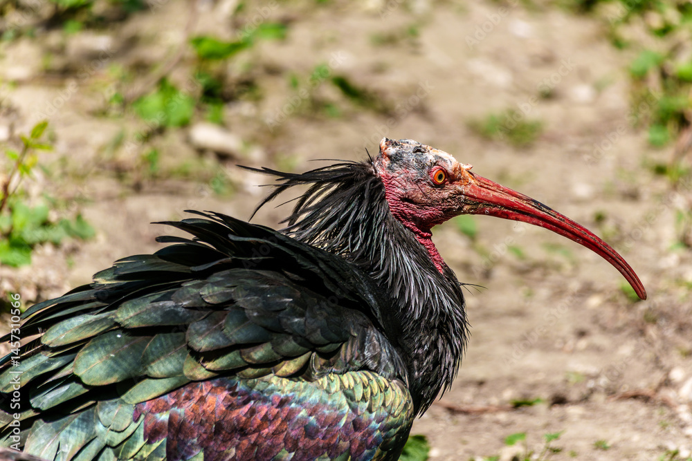 Northern Bald ibis, Geronticus eremita in a German park