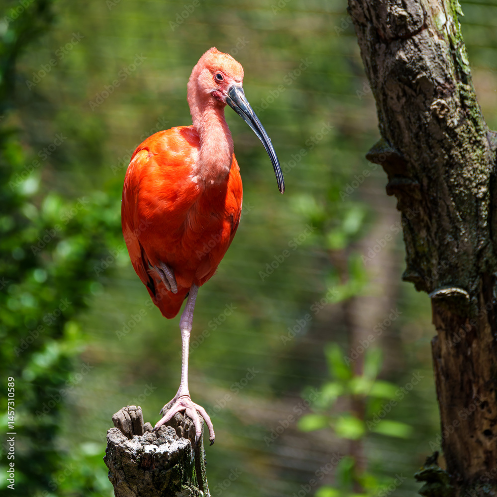 The Scarlet ibis, Eudocimus ruber is a species of ibis in the bird family Threskiornithidae.