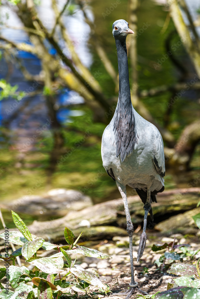 Demoiselle Crane, Anthropoides virgo are living in the bright green meadow during the day time