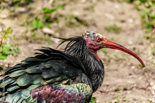 Obraz na płótnie Northern Bald ibis, Geronticus eremita in a German park w salonie