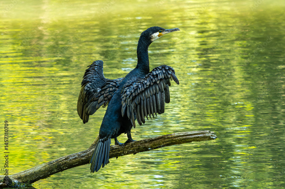 The great cormorant, Phalacrocorax carbo sitting on a branch