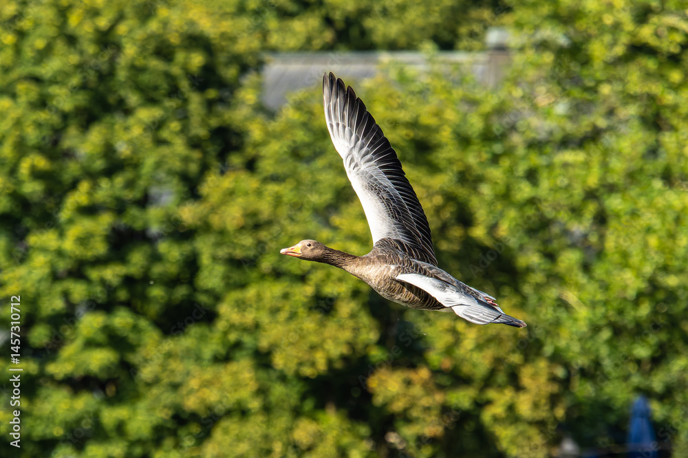 The flying greylag goose, Anser anser is a species of large goose