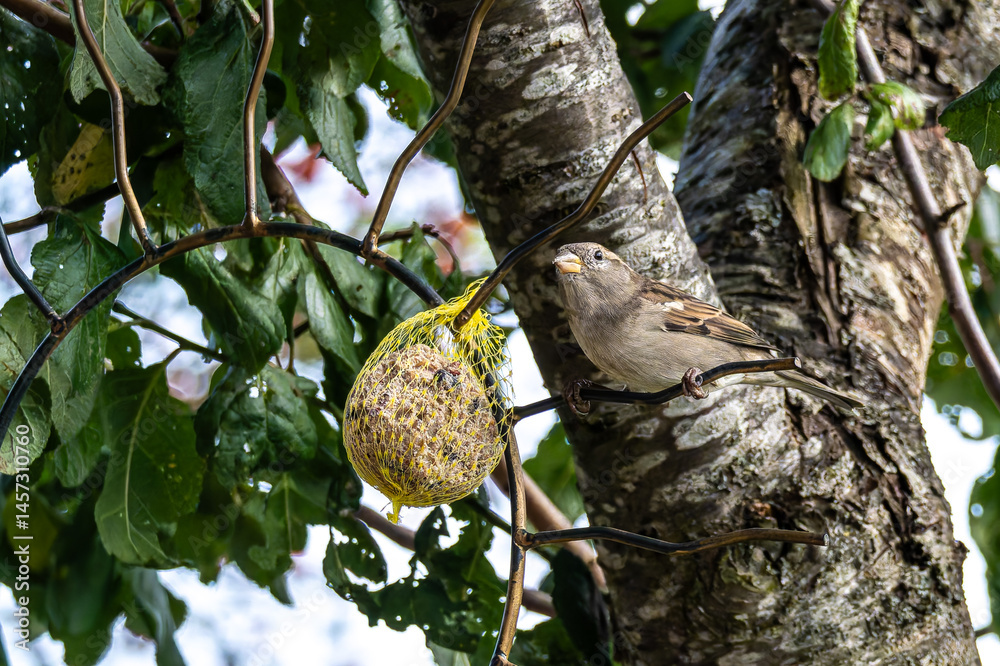 House sparrow bird, Passer domesticus perched on bird feeder containing birdseed.