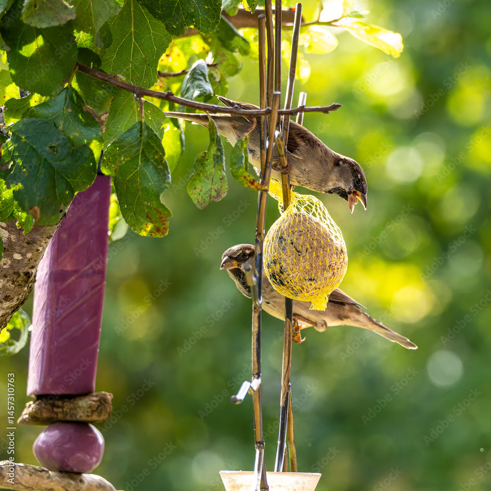 House sparrow bird, Passer domesticus perched on bird feeder containing birdseed.