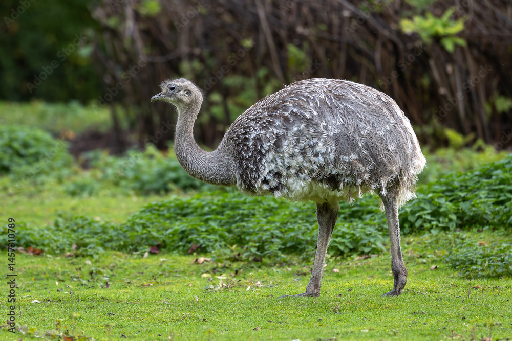 Darwin's rhea, Rhea pennata also known as the lesser rhea.
