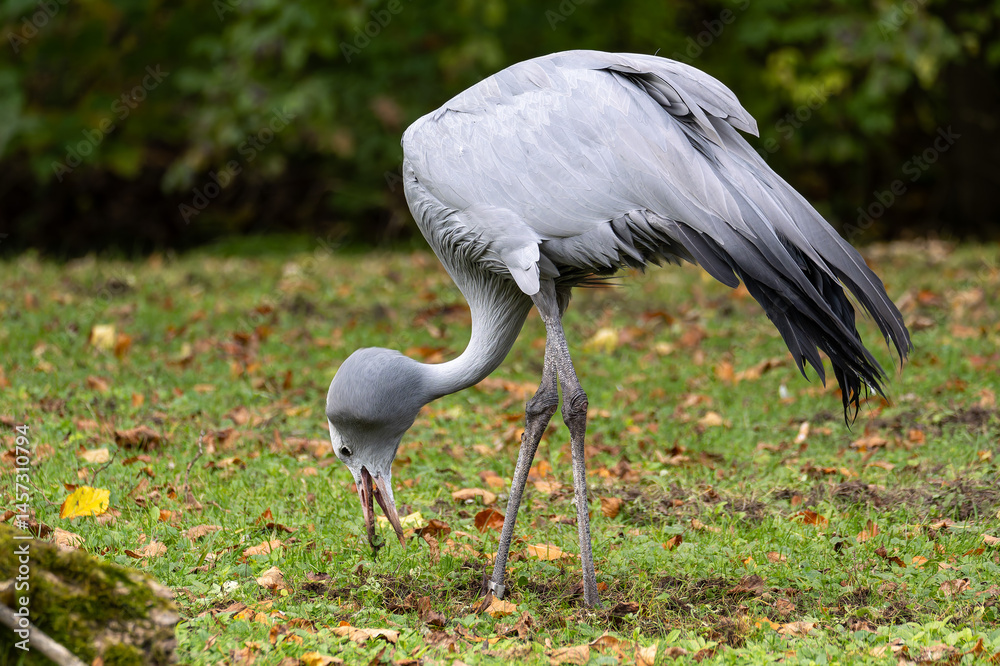 The Blue Crane, Grus paradisea, is an endangered bird