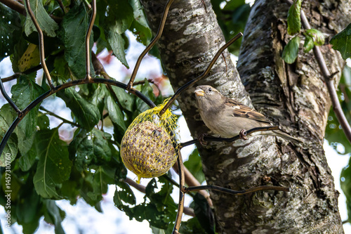 House sparrow bird, Passer domesticus perched on bird feeder containing birdseed.