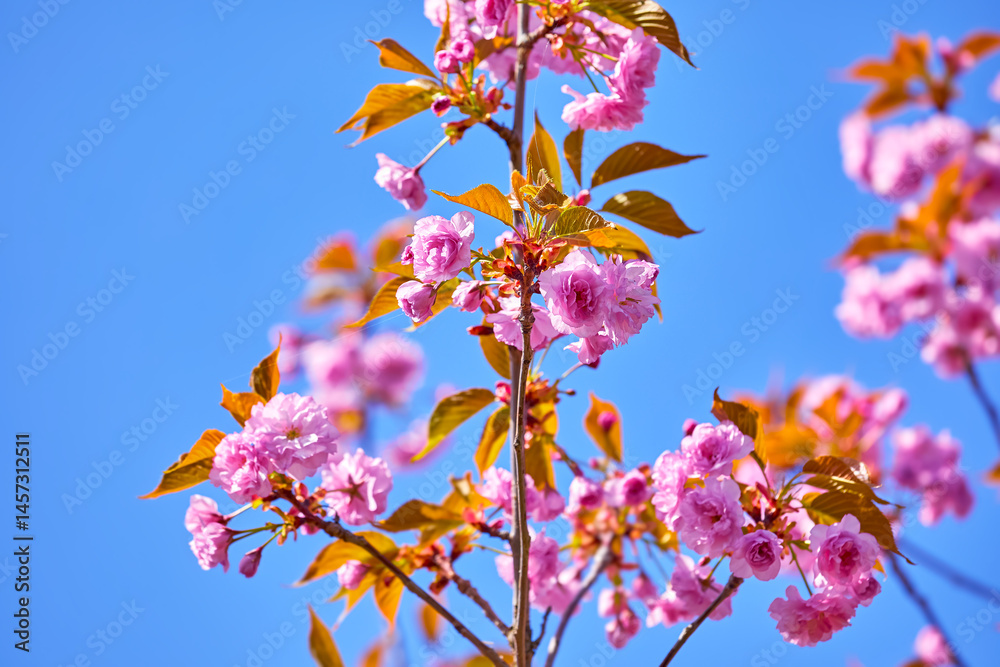 Sakura pink flowers on the tree branch on the pure blue sky. Springtime blooming in Asia. Japanese flower. Workspace place for text.